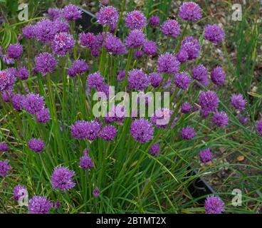 Herbal image showing chives plant in flower with pinky purple blooms Stock Photo