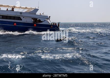 Hurghada, Egypt - september 17, 2019: Unknown people on white yacht watching dolphins in the Red sea, Jaz 'ir Jift n Stock Photo