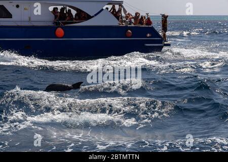 Hurghada, Egypt - september 17, 2019: Unknown people on white yacht watching dolphins in the Red sea, Jaz 'ir Jift n Stock Photo