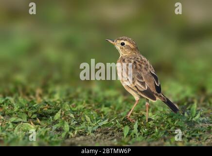 The paddyfield pipit or Oriental pipit is a small passerine bird in the pipit and wagtail family. It is a resident breeder in open scrub, grassland. Stock Photo