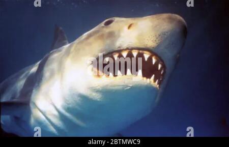 JAWS 1975 Universal Pictures film Stock Photo