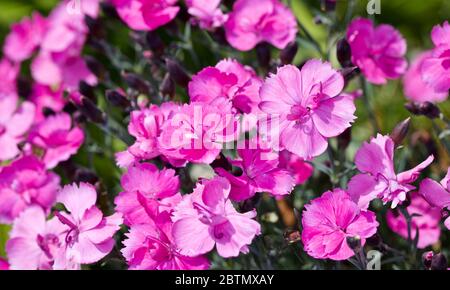 Dianthus ‘EverLast Burgundy Blush’ Stock Photo