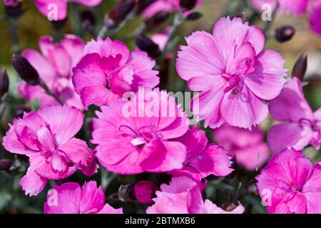 Dianthus ‘EverLast Burgundy Blush’ Stock Photo