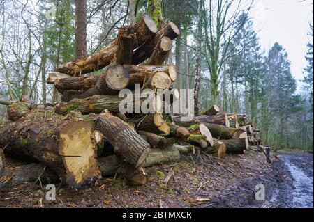 felled trees in a stack, logs from felled tree trunks Stock Photo