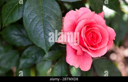 Rosa You're Beautiful - Rose of the Year 2013 Stock Photo