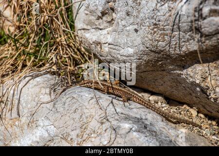 Common wall lizard resting on stone Stock Photo