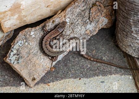 Common wall lizard resting on wood Stock Photo