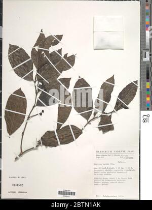 Morinda lucida Benth. Stock Photo