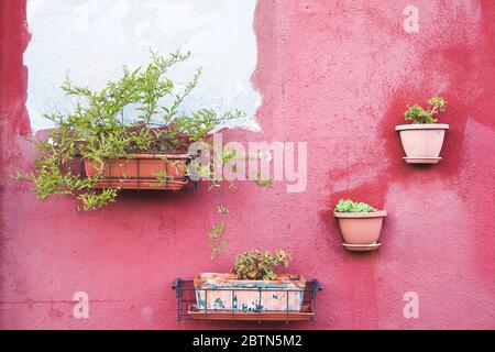 Concrete wall with flowers in pots surface texture. Typical italian venetian house wall. Abstract grunge bright color background with aging effect. Co Stock Photo