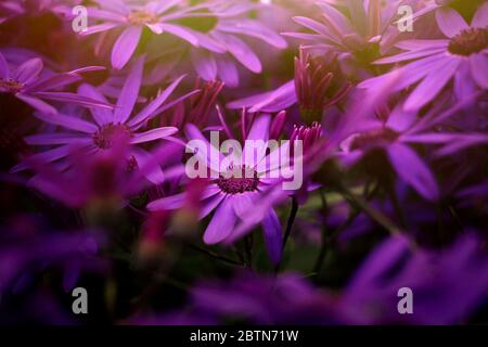 amazing beautiful purple flowers in close up view with magical warm light above, desktop wallpaper Stock Photo