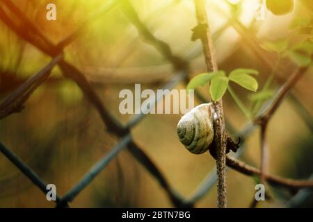 cute little snail sitting on branch under leaf in sunlight in botanical garden Stock Photo