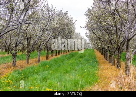 Cherry Trees in blossom in the Spring on Old Mission Peninsula, Traverse City, Michigan. Stock Photo