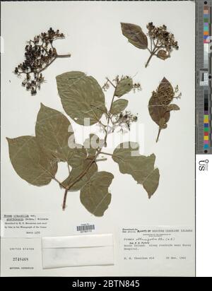 Premna obtusifolia var gaudichaudii Schauer Moldenke. Stock Photo