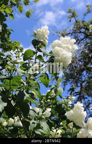 Beautiful white blooms of Philadelphus 'Virginal', the double flowered Mock orange plant. Blooming in summer in a natural outdoor setting. Stock Photo