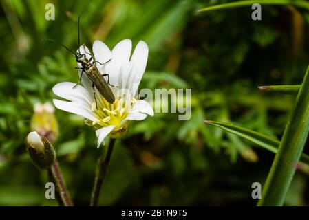 A small longhorn beetle sits on a white flower, macro photo Stock Photo