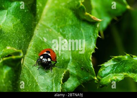 macro photo of a ladybug, ladybug on a plant, beautiful ladybug Stock Photo
