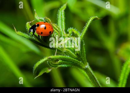 macro photo of a ladybug, ladybug on a plant, beautiful ladybug Stock Photo