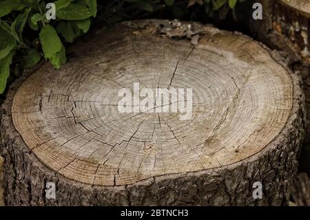 Tree trunk cut in half (Pesaro, Italy, Europe) Stock Photo