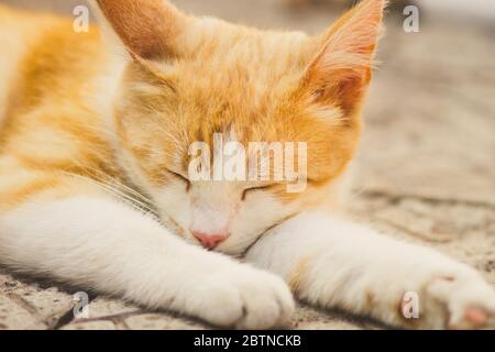 Ginger white cat sleep outdoors on the stone floor Stock Photo