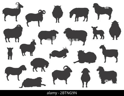 Sheep breeds black silhouettes collection. Farm animals set. Flat design. Vector illustration Stock Vector