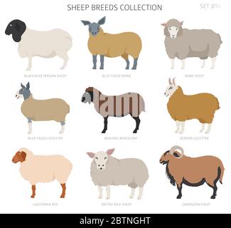 Sheep breeds collection 4. Farm animals set. Flat design. Vector illustration Stock Vector