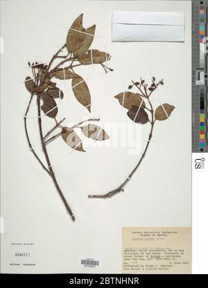 Viburnum acutifolium subsp blandum. 16 Mar 20181 Stock Photo