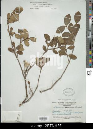 Viburnum acutifolium subsp lautum. 16 Mar 20181 Stock Photo