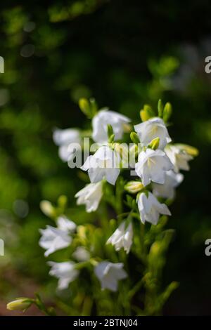 Details of blooming white peach-leaved bellflowers (campanula) Stock Photo