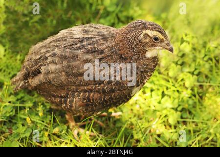 portrait of a young brown japanese quail standing in a meadow on a sunny day Stock Photo