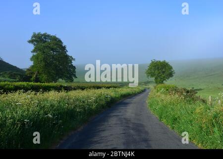 Country lane on a misty morning, Dorset UK Stock Photo