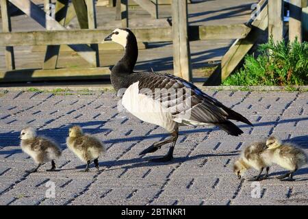 Adult Barnacle goose, Branta leucopsis leading young fuzzy goslings along pavement by the seashore. Helsinki, Finland. Stock Photo