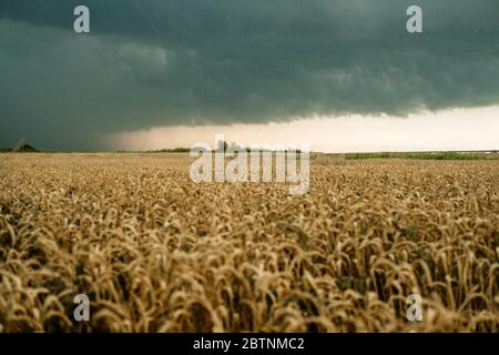 Wheat field with golden ripe ears of corn against a dark stormy sky. Harvesting in the fall, threat of crop failure