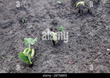 Young sprouts of cucumbers breaking through the green earth on an elastic juicy stalk close-up on a dark gray ground. The power that spawns a new life Stock Photo