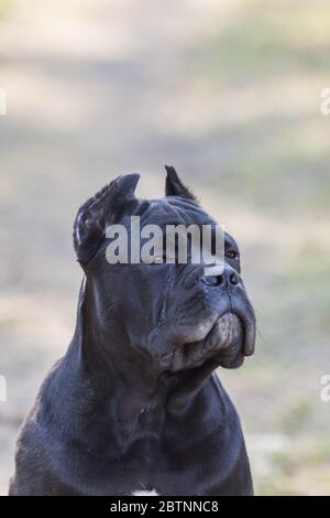 young dog of the cane-corso breed on a walk on the lawn in early spring Stock Photo