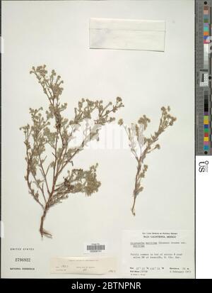 Cryptantha maritima Greene Greene Cryptantha maritima Greene Greene ...