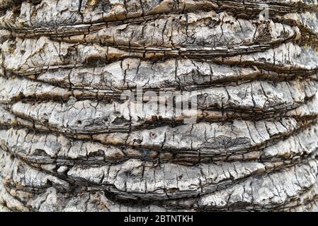 Palm tree bark texture. Palm tree bark texture. Stock Photo