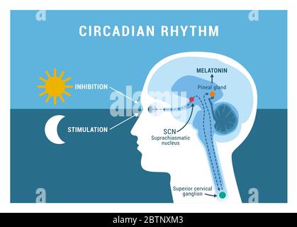 The circadian rhythm and sleep-wake cycle: how exposure to sunlight regulates melatonin secretion in the human brain and body processes Stock Vector