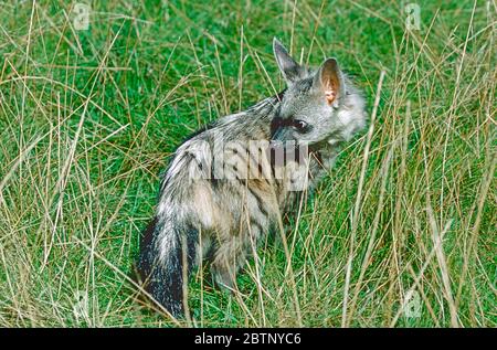 AARDWOLF Proteles cristatus Stock Photo - Alamy