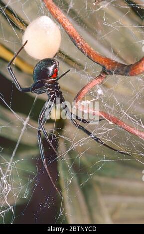 Female Black Widow Spider,  (Latrodectus mactans,)  guarding egg sac.   Southern USA to South America. Stock Photo