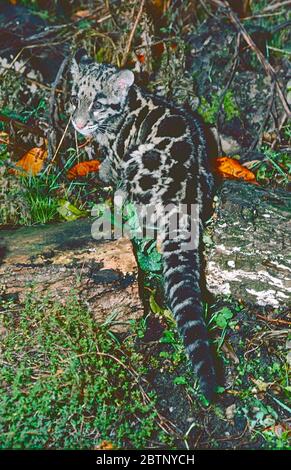 Young Female Clouded Leopard,  (Neofelis nebulosa),)  from South and Southeast Asia.  Vulnerable. Stock Photo