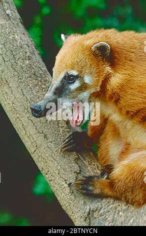 Ring-tailed Coati,  (Nasua nasua,)  from South America, south to Northern Argentina and Uruguay. Stock Photo