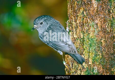 Male New Zealand North Island Robin,  (Petroica australis longipes.)  Tiritiri Matangi Island, Hauraki Gulf, North Island, New Zealand. Stock Photo