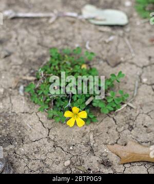 Single yellow flower blooming in the dry cracked earthsingle flower Stock Photo