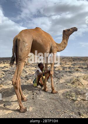 Young boy with camel in the salt plan, Dallol, Danakil Depression, Afar Region, Ethiopia, Africa Stock Photo