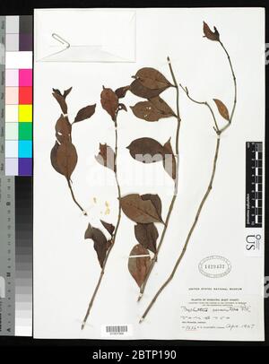 Psychotria sarmentosa subsp cf Blume. Stock Photo