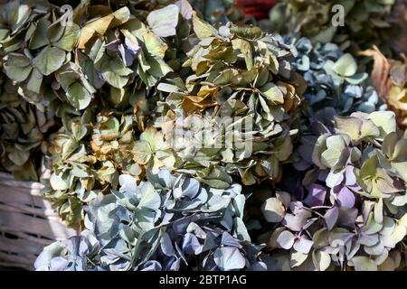 Hydrangeas autumn flowers are arranged in a beautiful dry bouquet Stock Photo