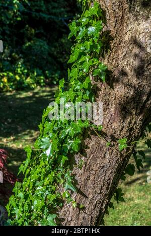 Ivy plant growing up the bark on the trunk of a crabapple tree. Stock Photo