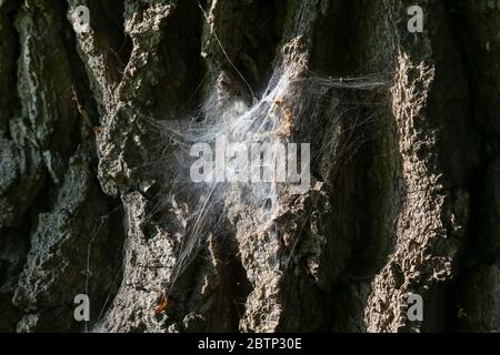 The bark of an old tree on which the spiderweb is located Stock Photo