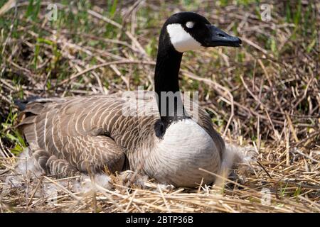 Female Canada goose sleeping while incubating its eggs Stock Photo