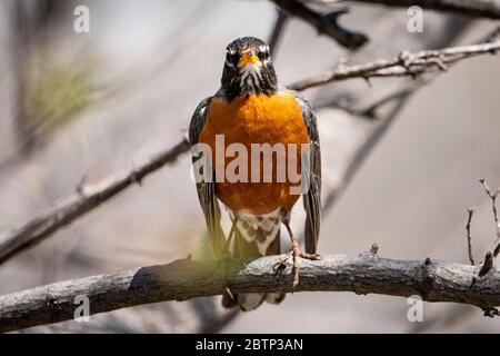 American Robin perched in a tree Stock Photo